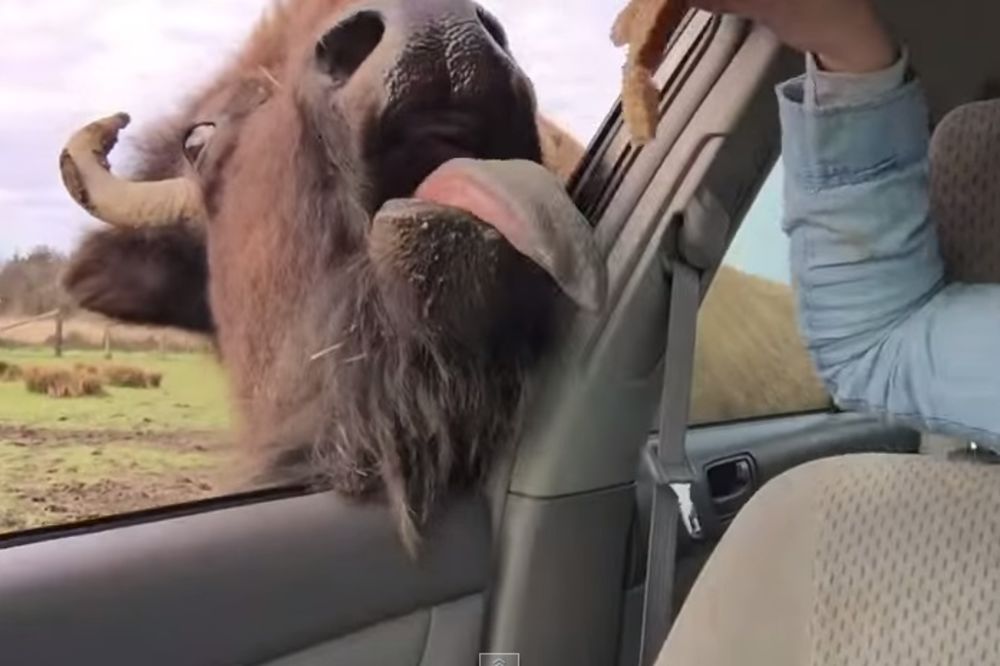 (VIDEO) Ovako izgleda kada bizon hoće da se druži