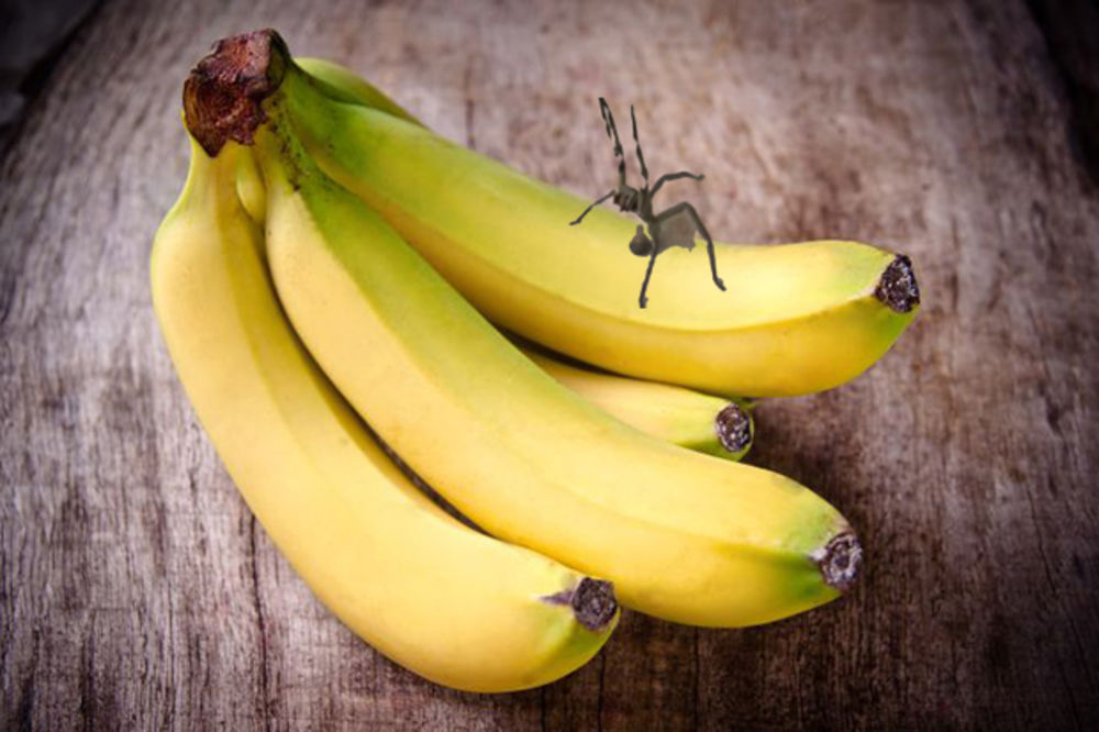 ŽENE, ČUVAJTE PARTNERA: Kada ga ujede pauk iz banane, erekcija traje satima!
