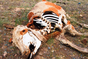 Uginula stoka: Dozvoljeno zakopavanje leševa