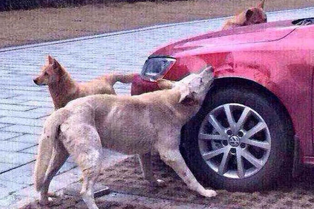 (FOTO) OSVETA ČOPORA LUTALICA: Izgrizli auto čoveka koji je šutnuo psa!