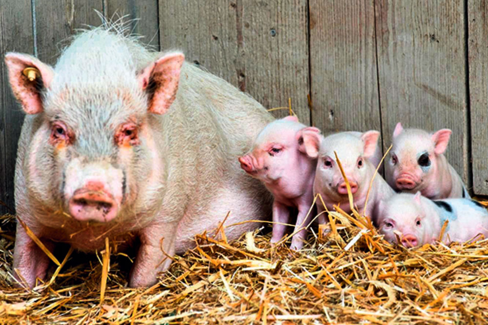 Vlada kukuruzom otkupljuje svinje