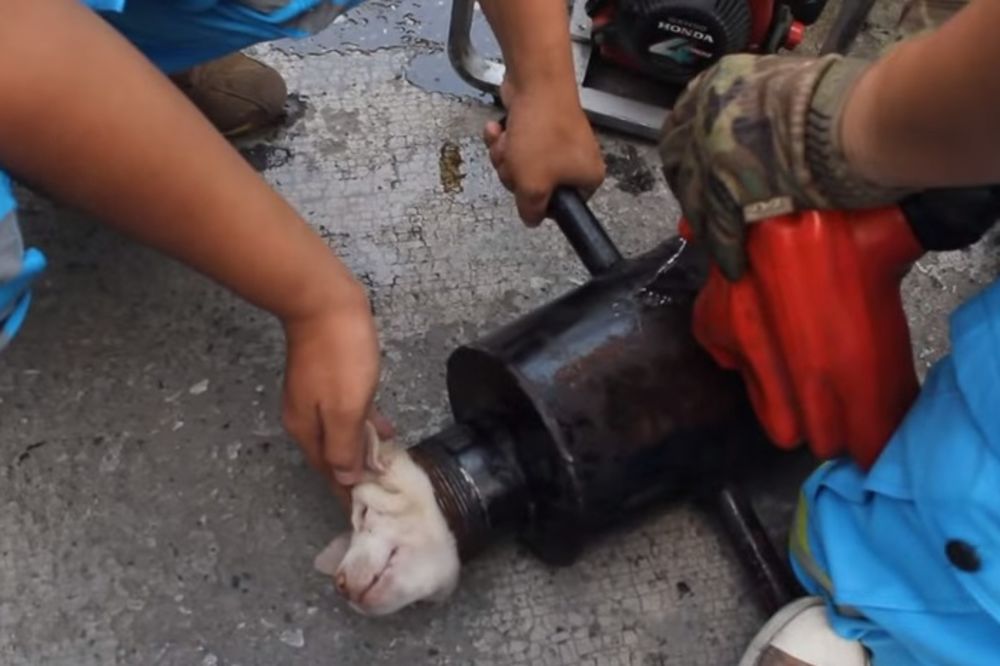 (VIDEO) TRENUTAK OD KOGA STAJE SRCE: Evo kako je spaseno štene zaglavljeno u cevi