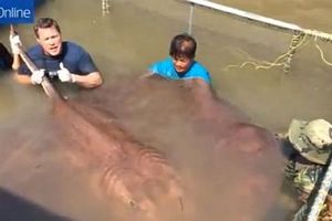 (VIDEO) DŽIN U MREŽI: Pogledate uhvaćena najveća slatkovodna riba na svetu