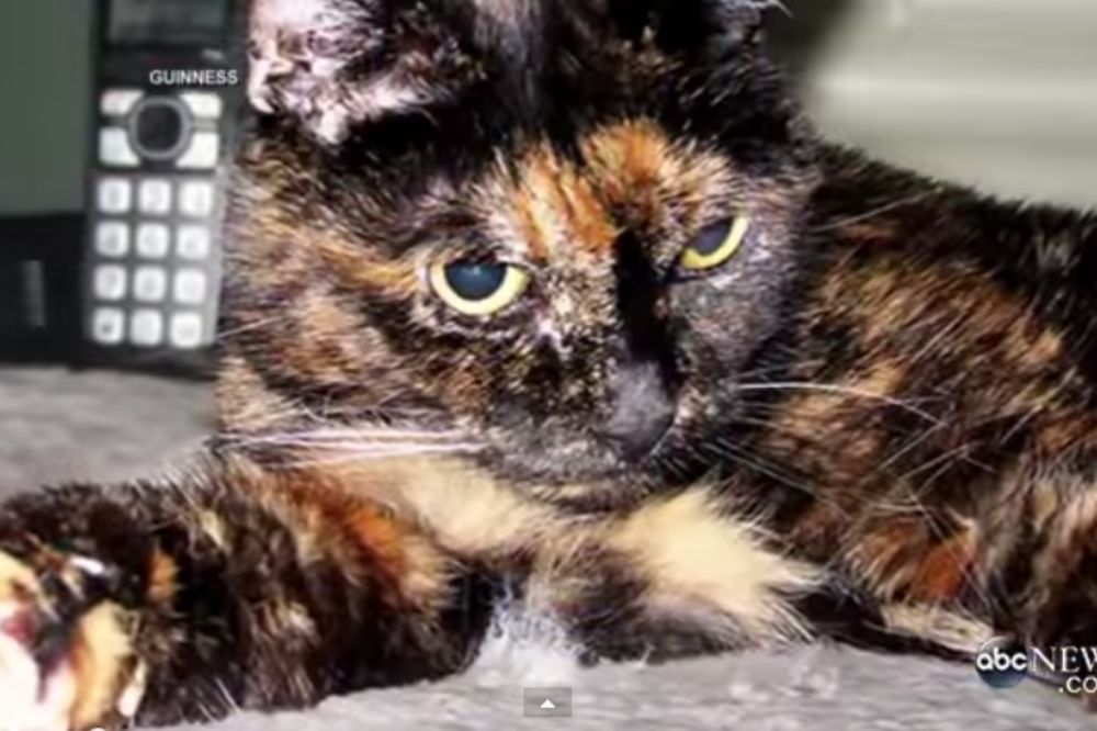 (VIDEO) SLAVLJENICA: Najstarija maca na svetu proslavila 27. rođendan