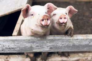 Država otkupljuje 10.000 tovnih svinja