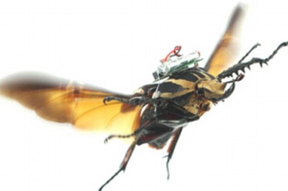 (VIDEO) OD SADA I BUBE SNIMAJU: Živi leteći insekti od sada mogu da budu dronovi!