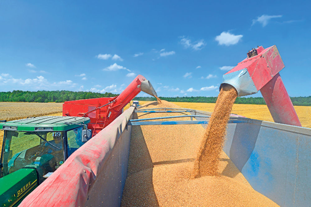 CEO SVET ĆE JESTI RUSKI HLEB: Moskva planira drastično povećanje kako proizvodnje tako i izvoza žitarica