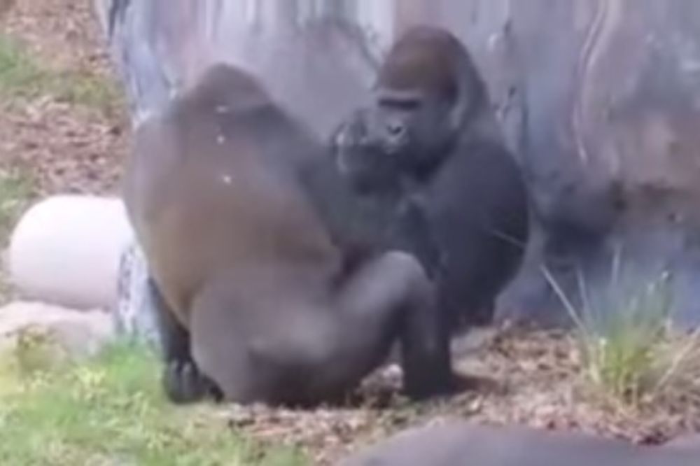 (VIDEO) HIT U ZOOLOŠKOM VRTU: Gorila pokazao srednji prst svom drugaru!