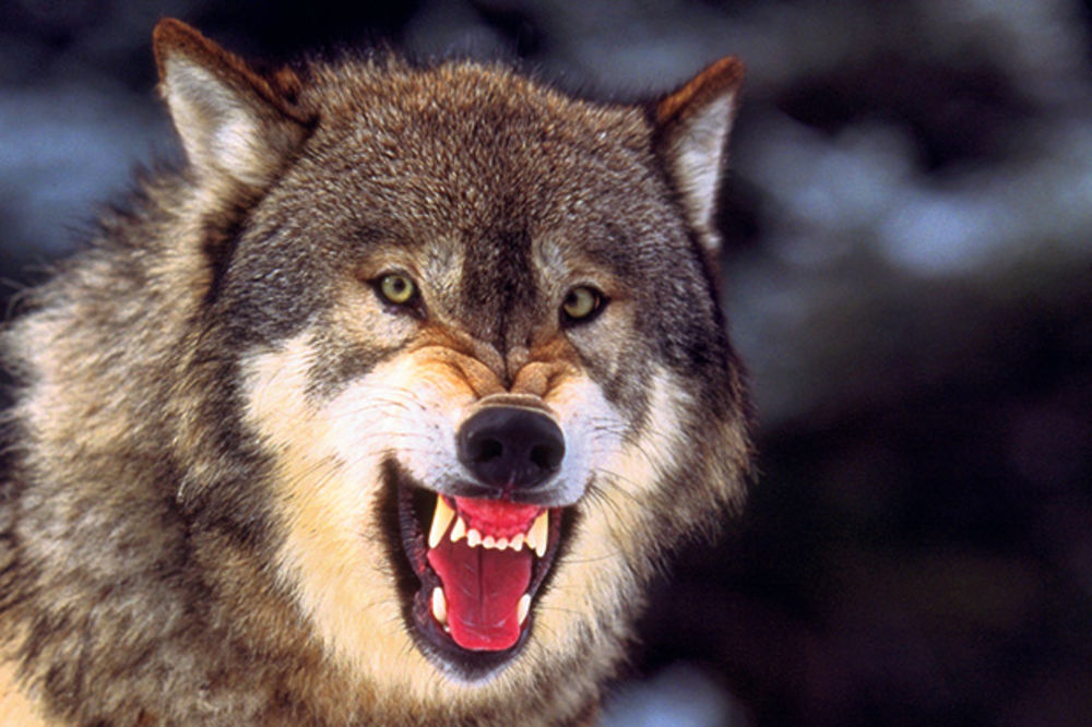 (UZNEMIRUJUĆI VIDEO) DA SE ZALEDIŠ: Pogledajte kako izgleda napad krvoločnih vukova izbliza
