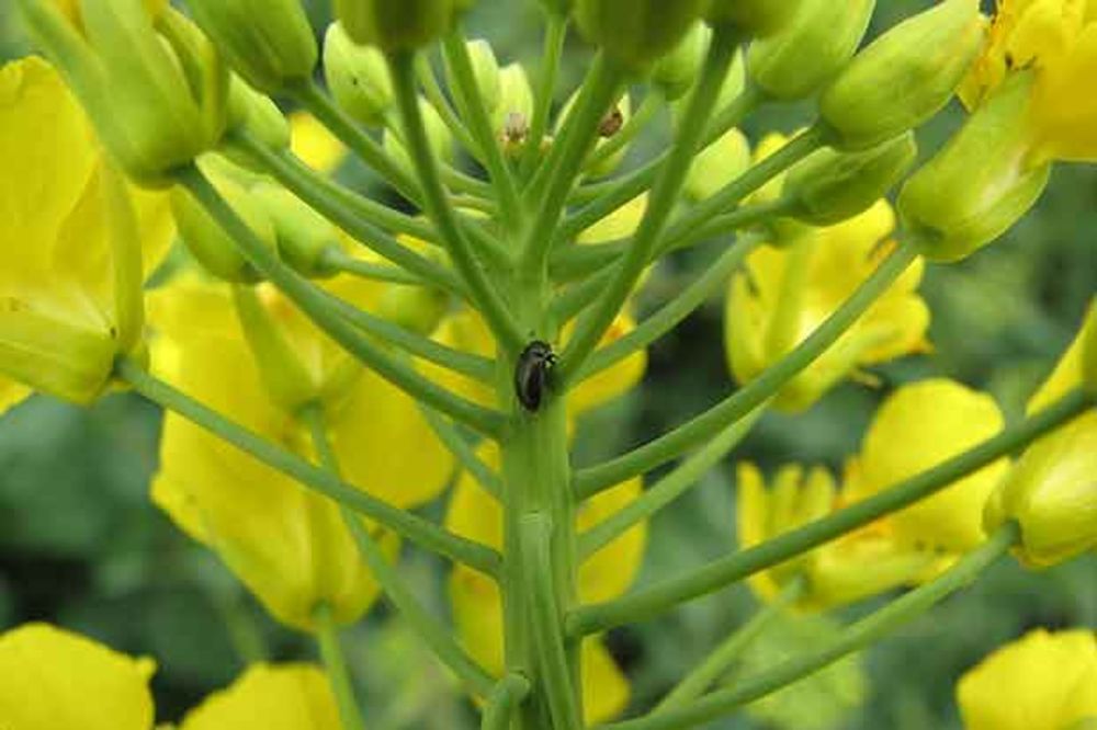 Prolećni aspekt zaštite uljane repice od insekata