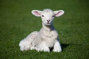 SIMBOL HRIŠĆANSTVA: Evo kako je jagnje postalo jedan od najznačajnijih verskih oznaka
