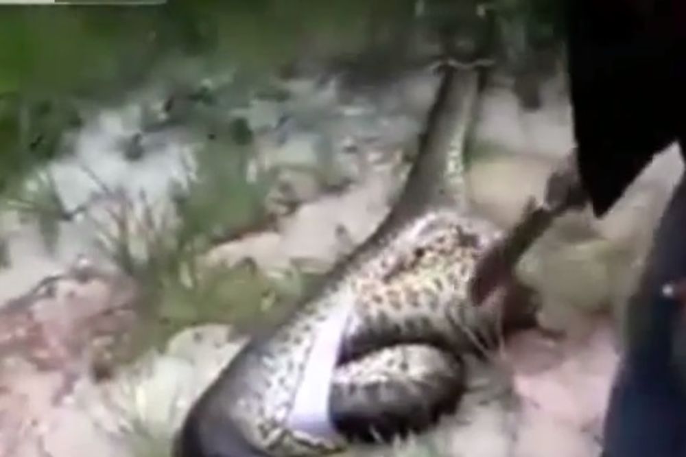 (VIDEO) Čovek je otvorio utrobu ogromne zmije, a ono što je pronašao unutra je neverovatno