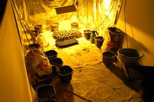 (FOTO) APATIN: Otkrivena laboratorija za marihuanu