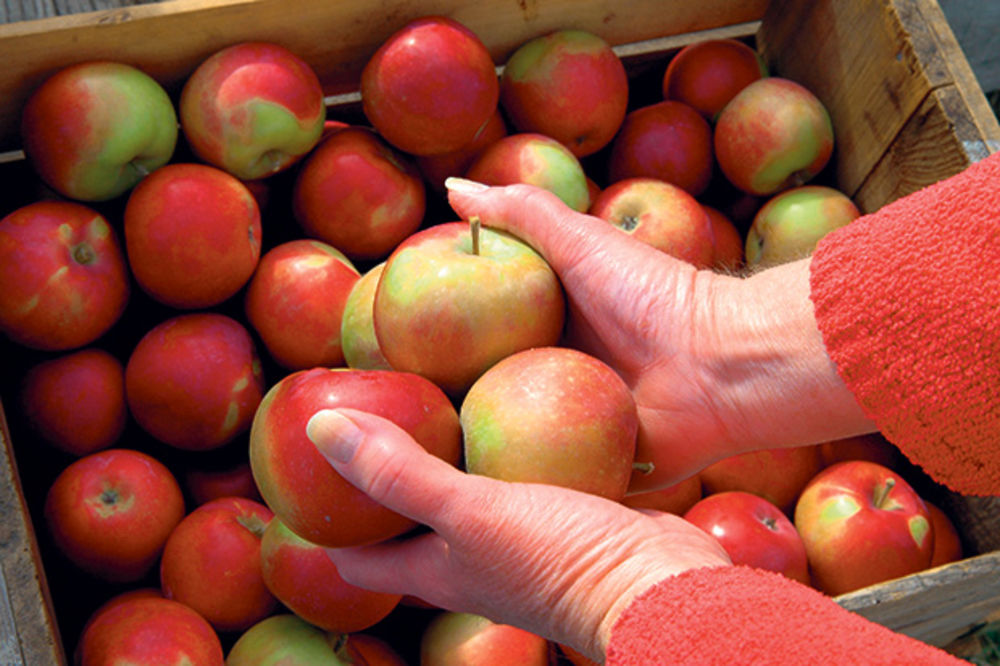 ZARAŽENO VOĆE IZ SRBIJE: Pronađeno 13 TONA OTROVNIH jabuka u Rusiji
