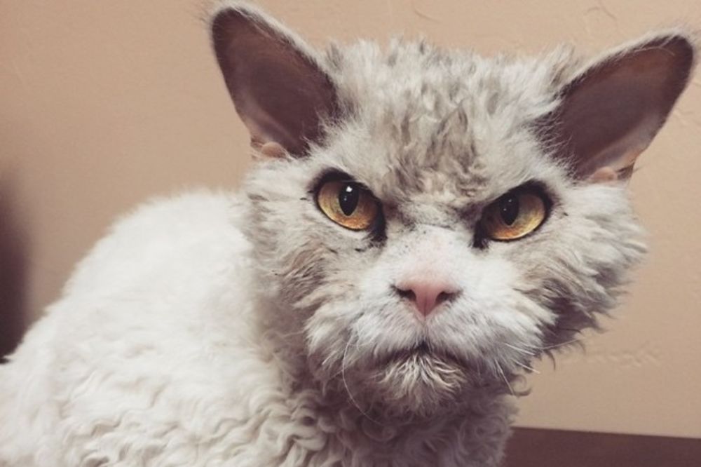 UPOZNAJTE ALBERTA: Najljućeg mačora koga je internet ikada video