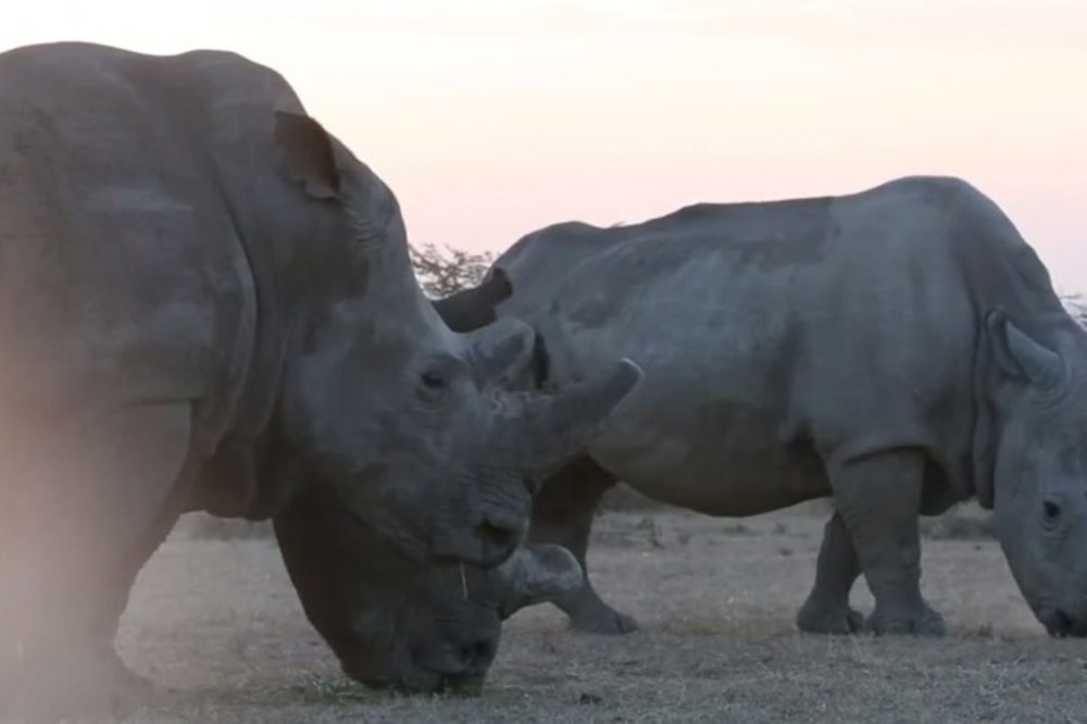 ČUVAJU IH NAORUŽANI RENDŽERI: Ovi nosorozi imaju stalno obezbeđenje! Evo zbog čega...