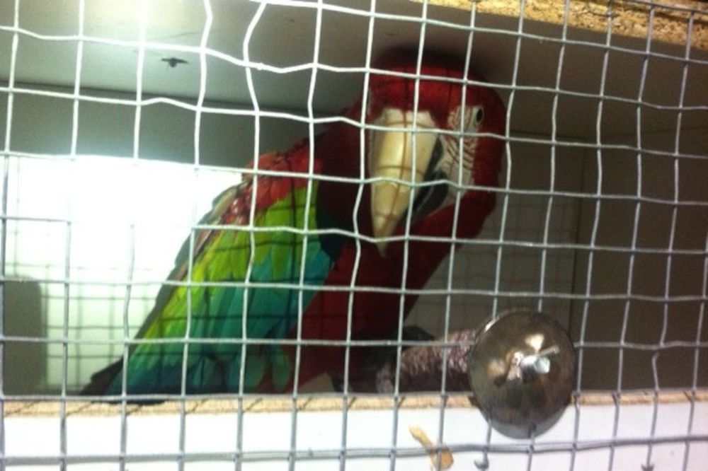(FOTO) UHVAĆEN NA GRANICI: Bugarin švercovao papagaje u Srbiju vredne 1.500 evra
