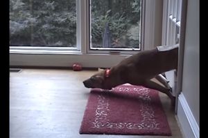 (VIDEO) ROĐENI U POGREŠNOM TELU: Psi koji neuspevaju da budu psi!