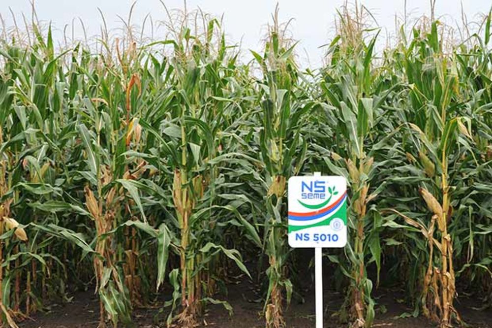 NS hibridi kukuruza za setvu u 2015. godini
