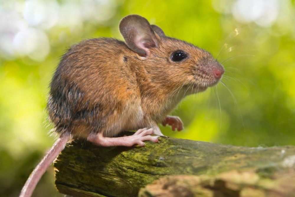 Znate li da miševi pevaju? Evo i zašto!