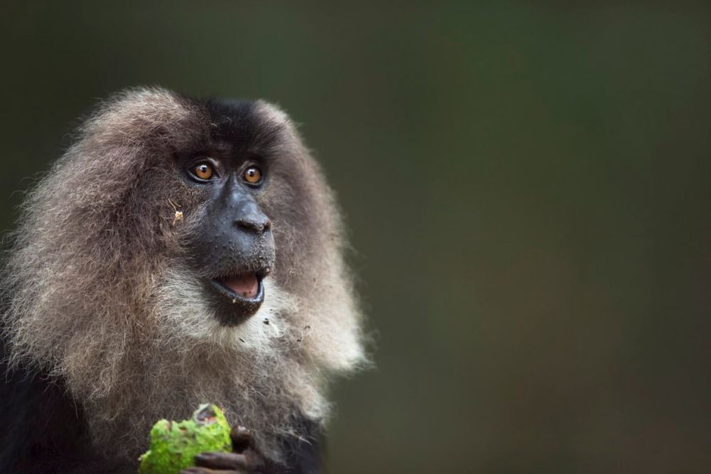 HTELI NEOBIČNOG LJUBIMCA: Ukrali majmuna iz zoo-vrta za poklon ćerki