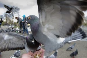 GOLUB NAPRAVIO PANIKU U PARIZU: Ptica izazvala prasak, građani krenuli da beže
