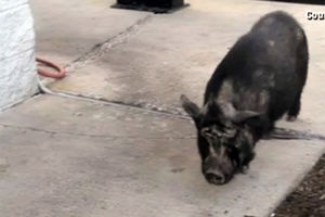 (VIDEO) ODLUČILA DA SE ŽRTVUJE: Svinja satima čekala ispred restorana brze hrane!