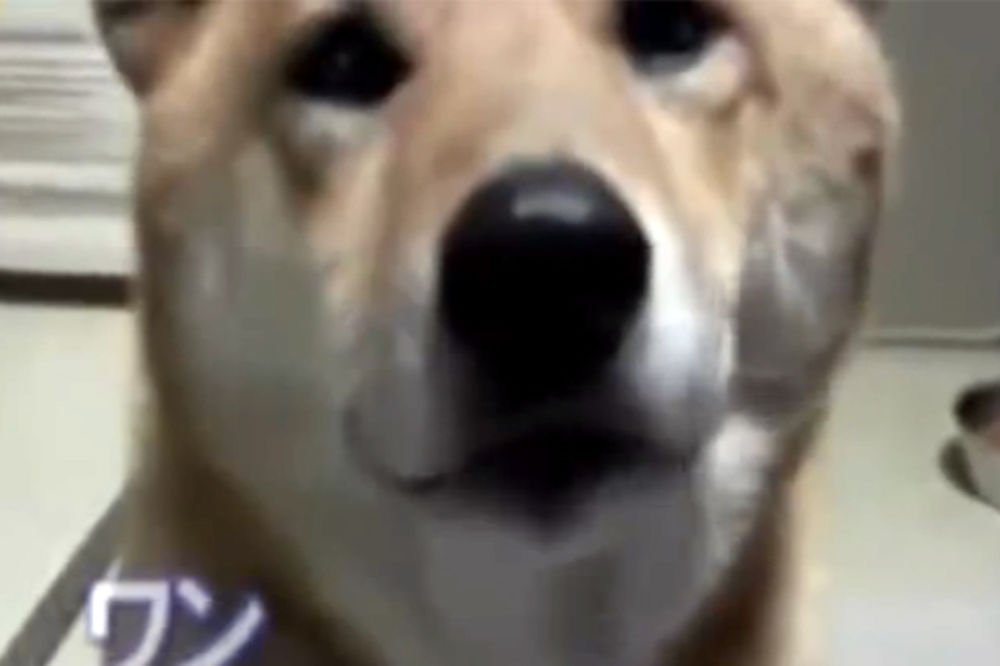 (VIDEO) PRESLATKO: Psa je zamolila da laje malo tiše, a njegova poslušnost je nasmejala svet!