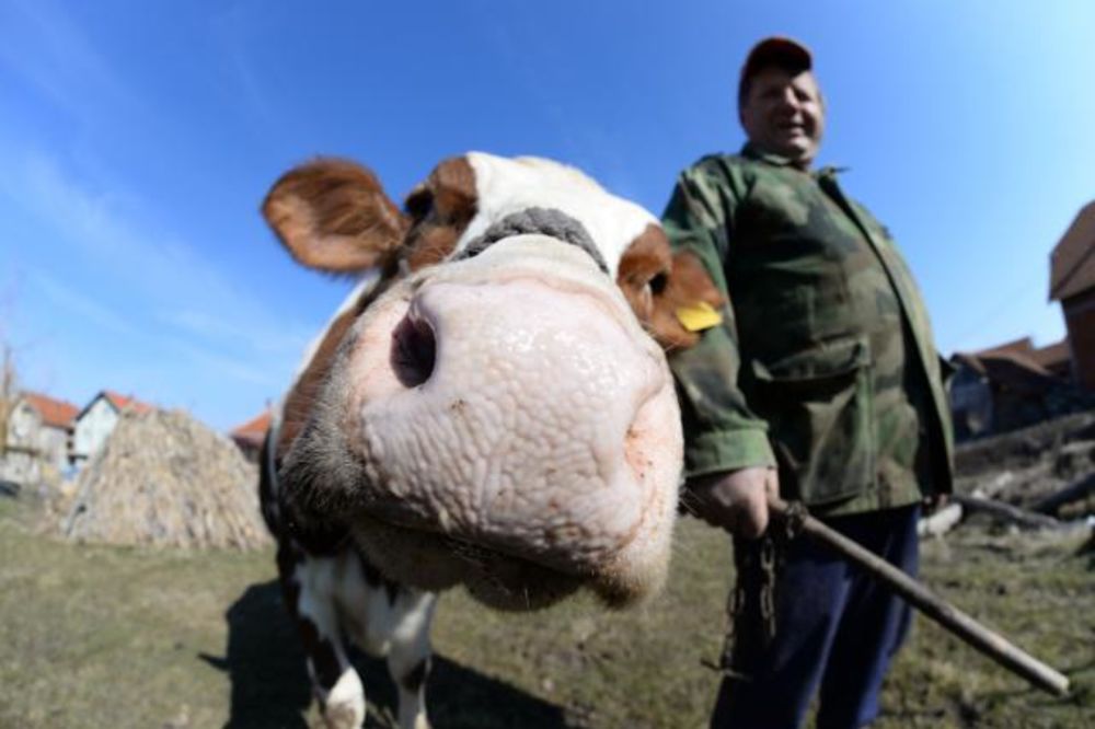 JEDAN ČOVEK, 5 ZANATA: Stojana iz Babušnice muka naterala da potkiva krave još od osmog razreda!