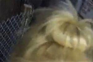 (VIDEO) ELOKVENTNA: Sportska novinarka izvređala radnicu parking servisa koji joj je odneo auto