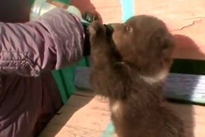 (VIDEO) HUMANI GEST: Ruska porodica usvojila medvedića čiju su majku ubili lovci