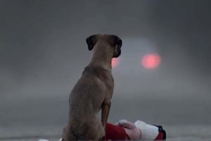 (VIDEO) POGLEDAJTE ODMAH: Pas nije igračka je video uz koji je zaplakalo milion ljudi