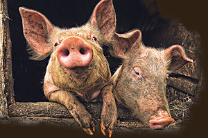 HIT BIZNIS: Čuvate svinje, a država ih hrani