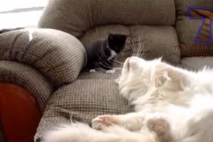 (VIDEO) BUDILICA, PROBUDILICA: Evo kako to životinje rade!