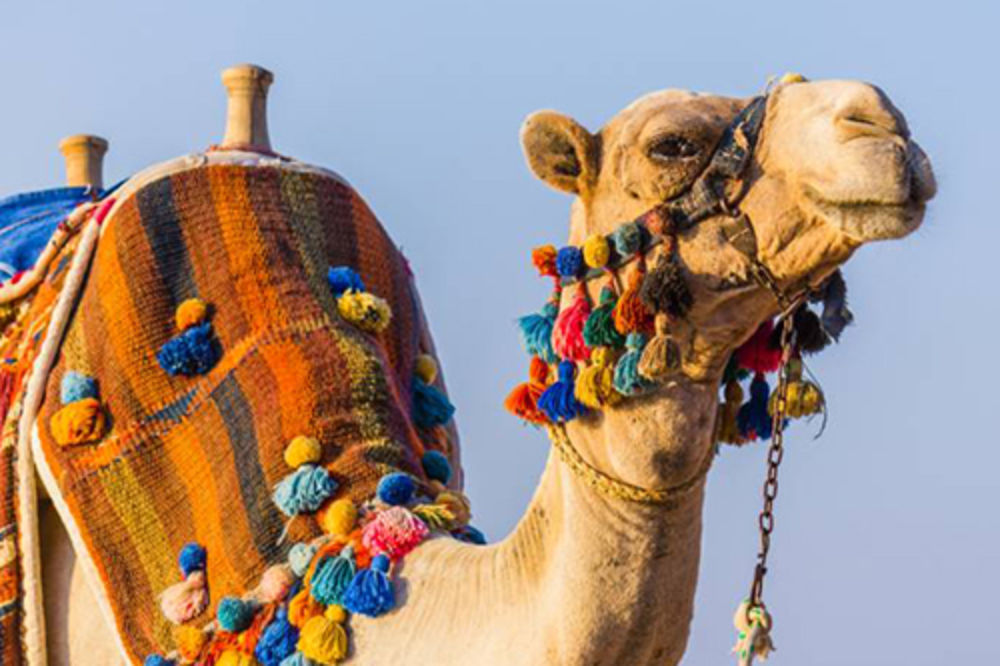 Prva klonirana kamila na svetu postaje majka!