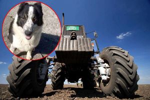 LUDILO U ŠKOTSKOJ: Pas izleteo traktorom na autoput!