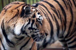 KO SE USUDIO: Ubili jednog Putinovog tigrića