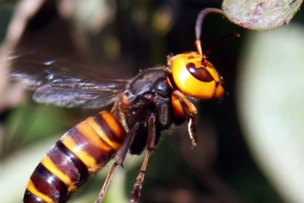 ZBOG NJEGA DRHTI EVROPA: Stršljen ubica gubi bitku jedino protiv japanskih pčela! One ga živog spale