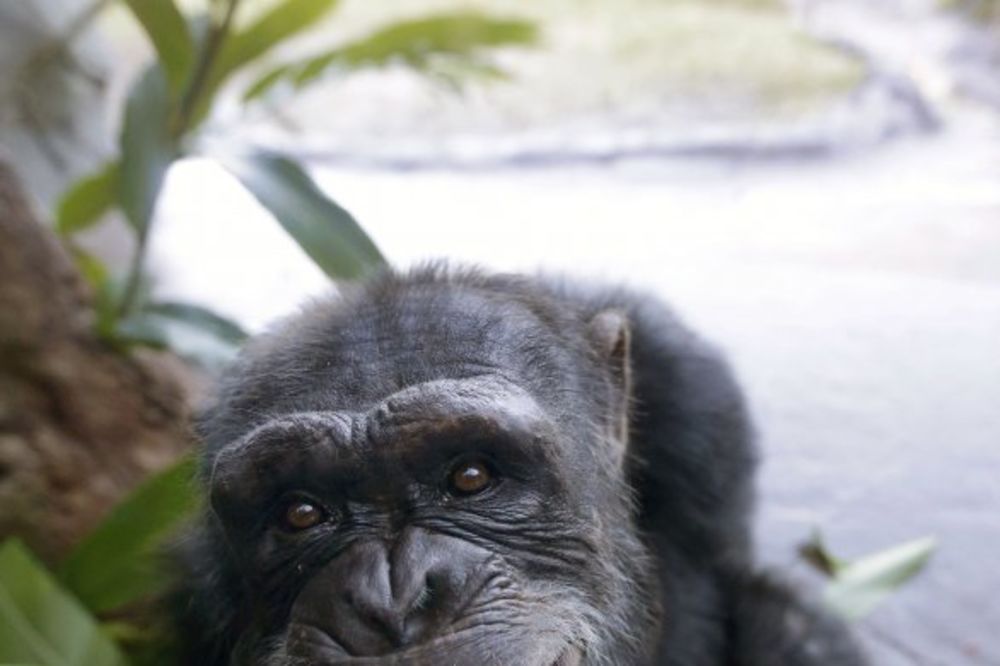 BRATSTVO I JEDINSTVO: Ženke šimpanze iz Ljubljane čekaju ljubavni susret sa Borisom iz Zagreba
