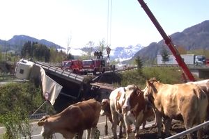 (VIDEO) HAOS NA PUTU: Prevrnuo se kamion za prevoz stoke, sedam bikova stradalo