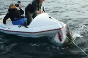 (VIDEO) DA SE SMRZNEŠ: Ogromna ajkula napala ljude u gumenom čamcu