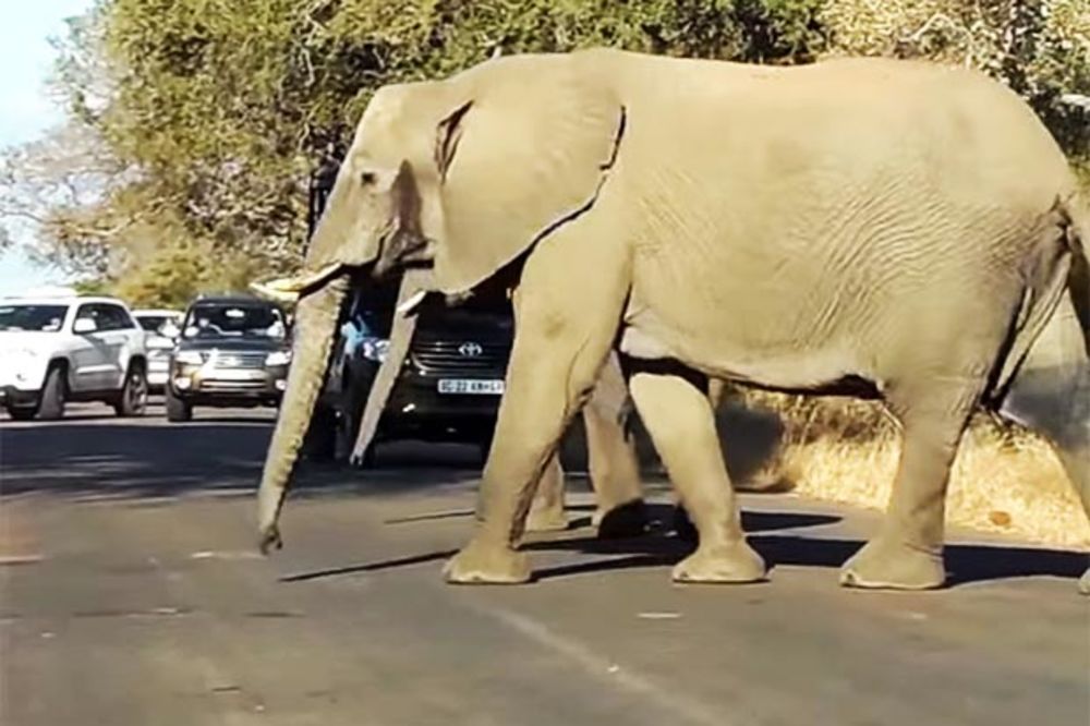 HOROR U NEMAČKOJ: Slonica pobegla iz cirkusa i ubila čoveka