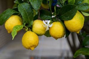 LIMUN, LIMETA, KUMKVAT: Koje citruse da izaberete i kako da ih negujete