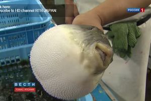 (VIDEO) IZAZIVA PARALIZU I SMRT: Jedna od najopasnijih riba na svetu doplivala do Jadrana