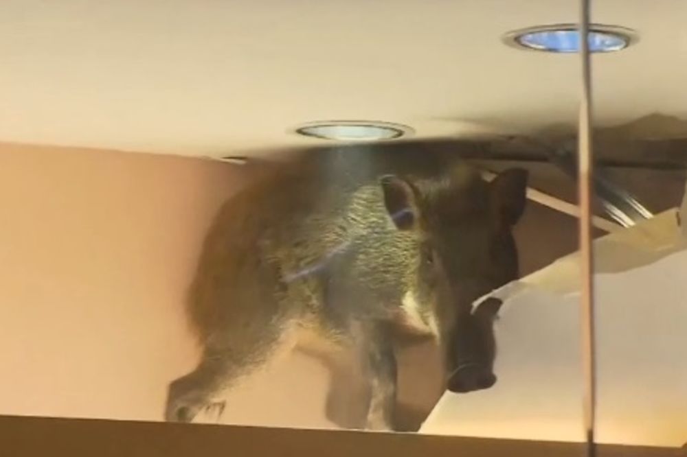 (VIDEO) POŠLA U KUPOVINU: Divlja svinja napravila haos u tržnom centaru
