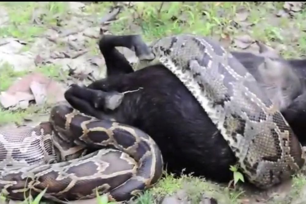 (VIDEO) ODE JADNA KOZA: Ogroman piton uhvatio živu životinju i progutao je!