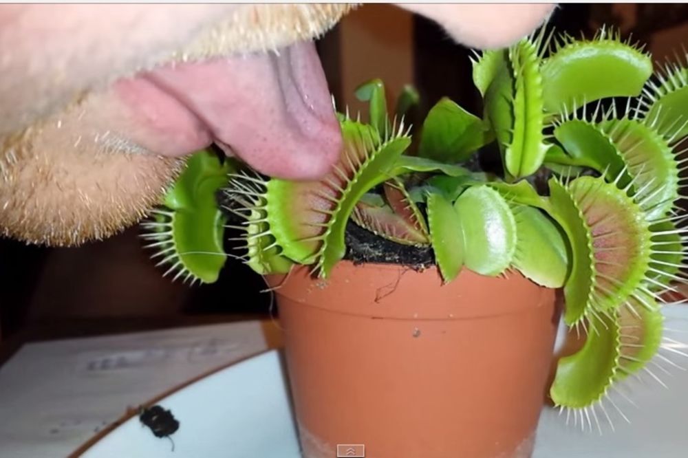 (VIDEO) OVO MU NIJE TREBALO: Prislonio je jezik biljki mesožderki. Pogledajte šta se desilo