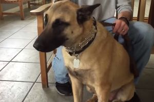(VIDEO) Odveli su psa kod veterinara, a ono što su izvukli iz njega šokiralo je vlasnike!