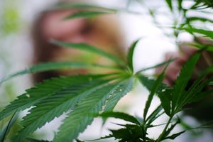 NOVI VELNES HIT: Marihuana spa centri