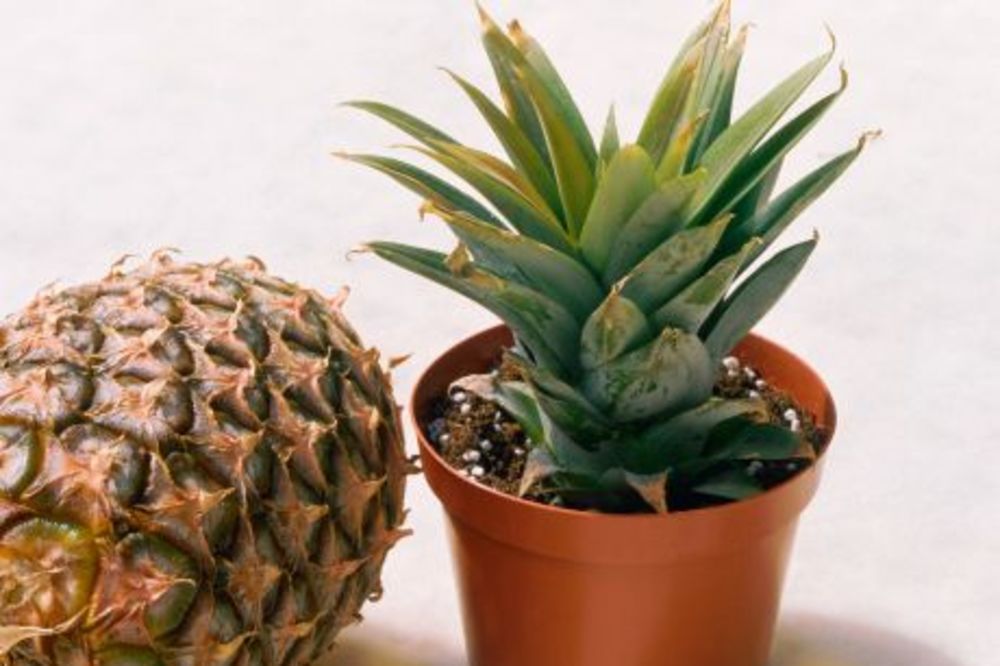 EGZOTIČNA BILJKA ZA VAŠU BAŠTU: Kako da uzgajate ananas u saksiji